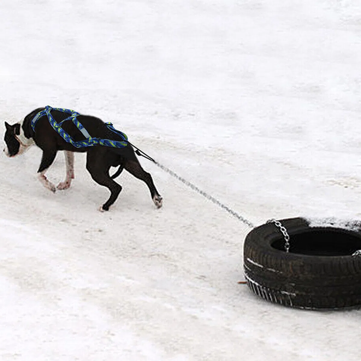Arnés de trineo de perros cómodo arnés de pernése de trineo de trineo ajustable con tira reflectante Arnés de trineo de perros transpirable para tirar de ocho arnés de tirar para perros medianos arne