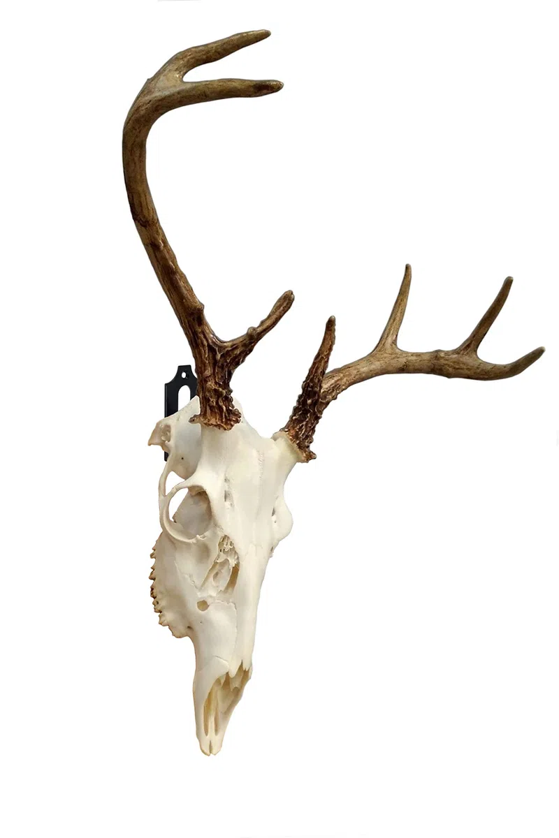 Paquete de 3 soportes de pared de calavera europea para ciervos, mula, antílope, coyote y animales de caza pequeños, completo con kits de instalación simples y fáciles, apto para uso en