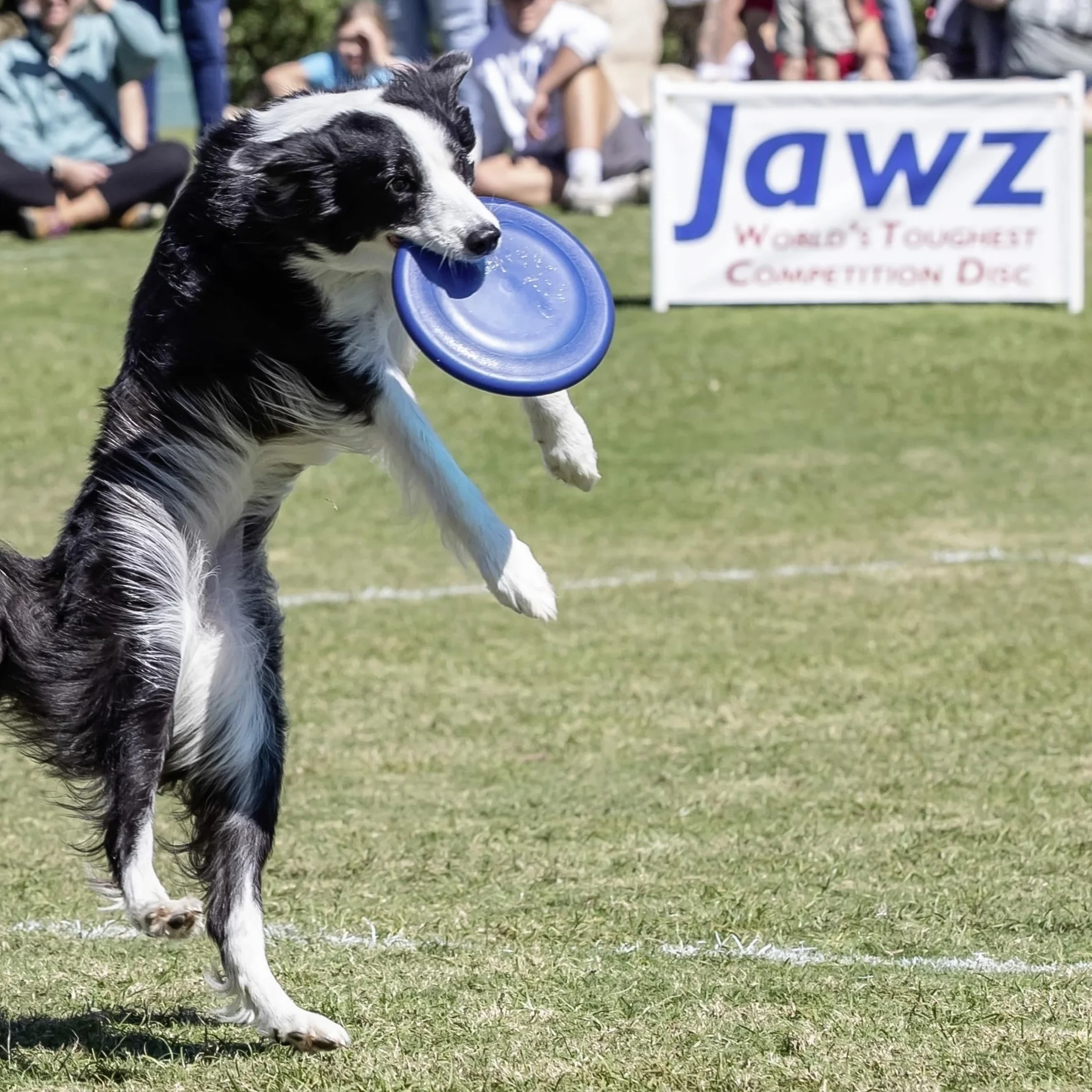 Hyperflite Disco volador K-10 Jawz Dog • Disco volador canino más resistente del mundo aprobado por la competencia • El mejor disco volador de competición para mascotas • Resistente a pinchazos • 8.75